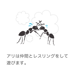 アリは仲間とレスリングをして遊びます。